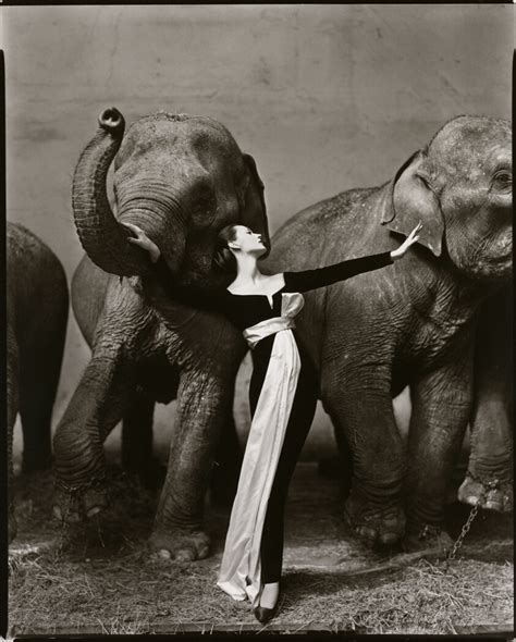 dovima with elephants evening dress by dior|dovima with elephants dior.